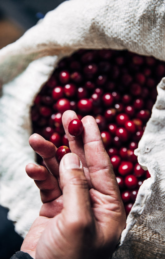 What is Specialty Coffee?